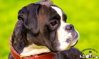 The Boxer, a sociable and energetic dog