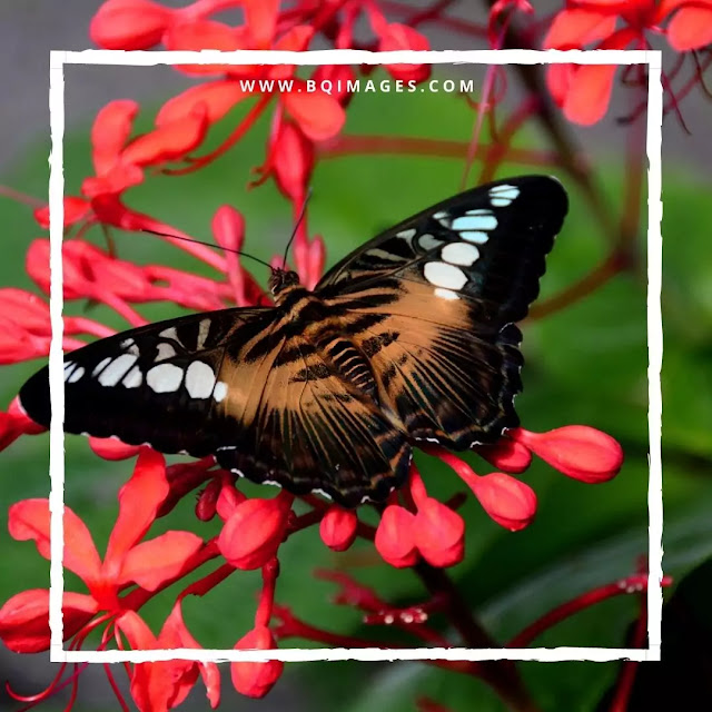 Beautiful Butterfly Profile Pictures for Facebook