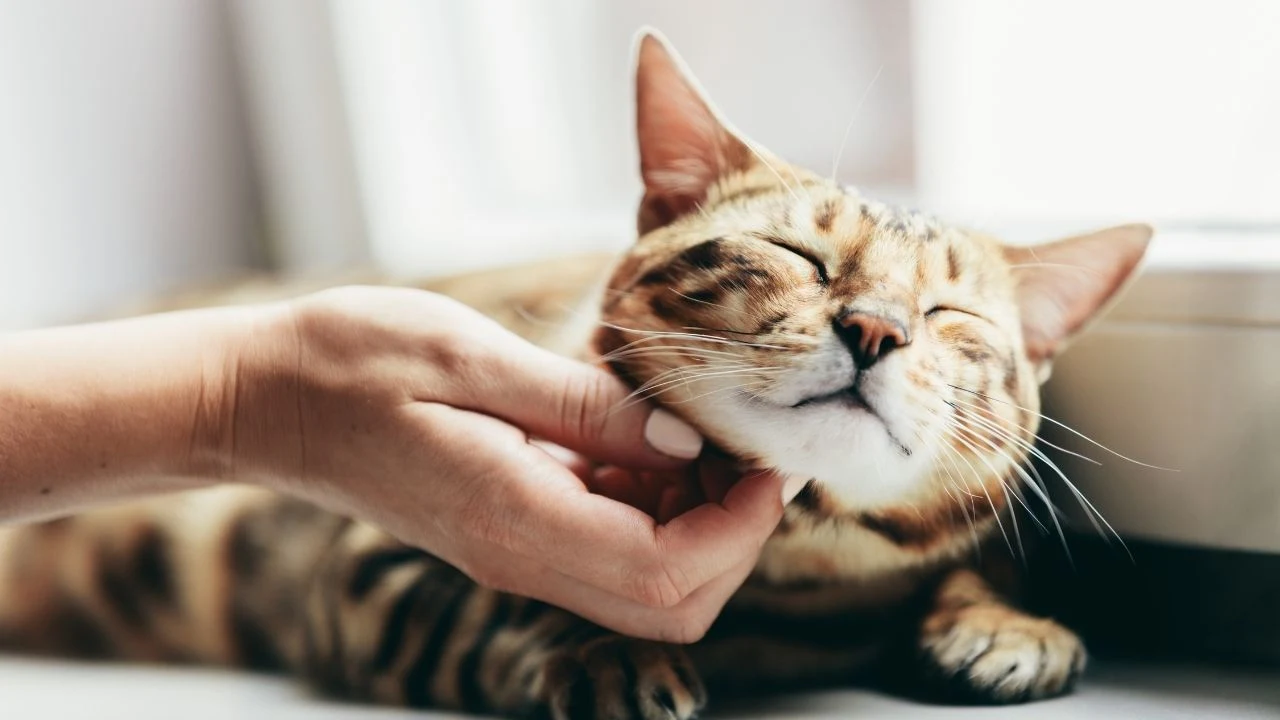 Happy bengal cat loves being stroked by woman's hand under chin.