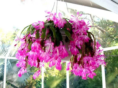 É uma planta encontrada em apartamentos, casas, que possui flores belas podendo ser utilizadas para decorar os ambientes.