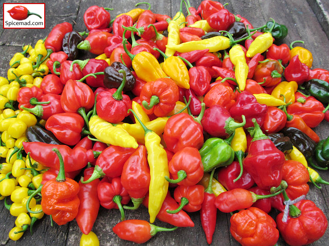 Chilli Harvest - 18th September 2021