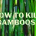 The Ultimate Guide To Eliminating Bamboo From Your Garden