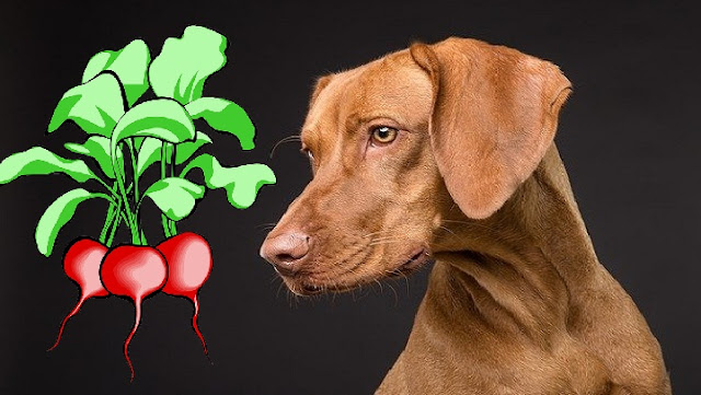 Can Dogs Eat Beets 2
