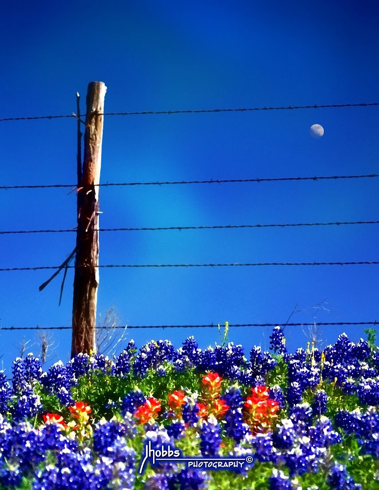 Bluebonnet Moon