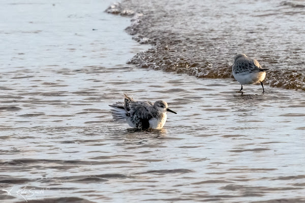 Sanderling