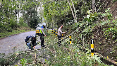 Respon cepat, Personil Polres Dairi lakukan Pembersihan Pohon Tumbang Menuju Silalahi