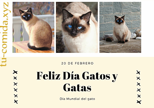 imagenes del dia internacional del gato
