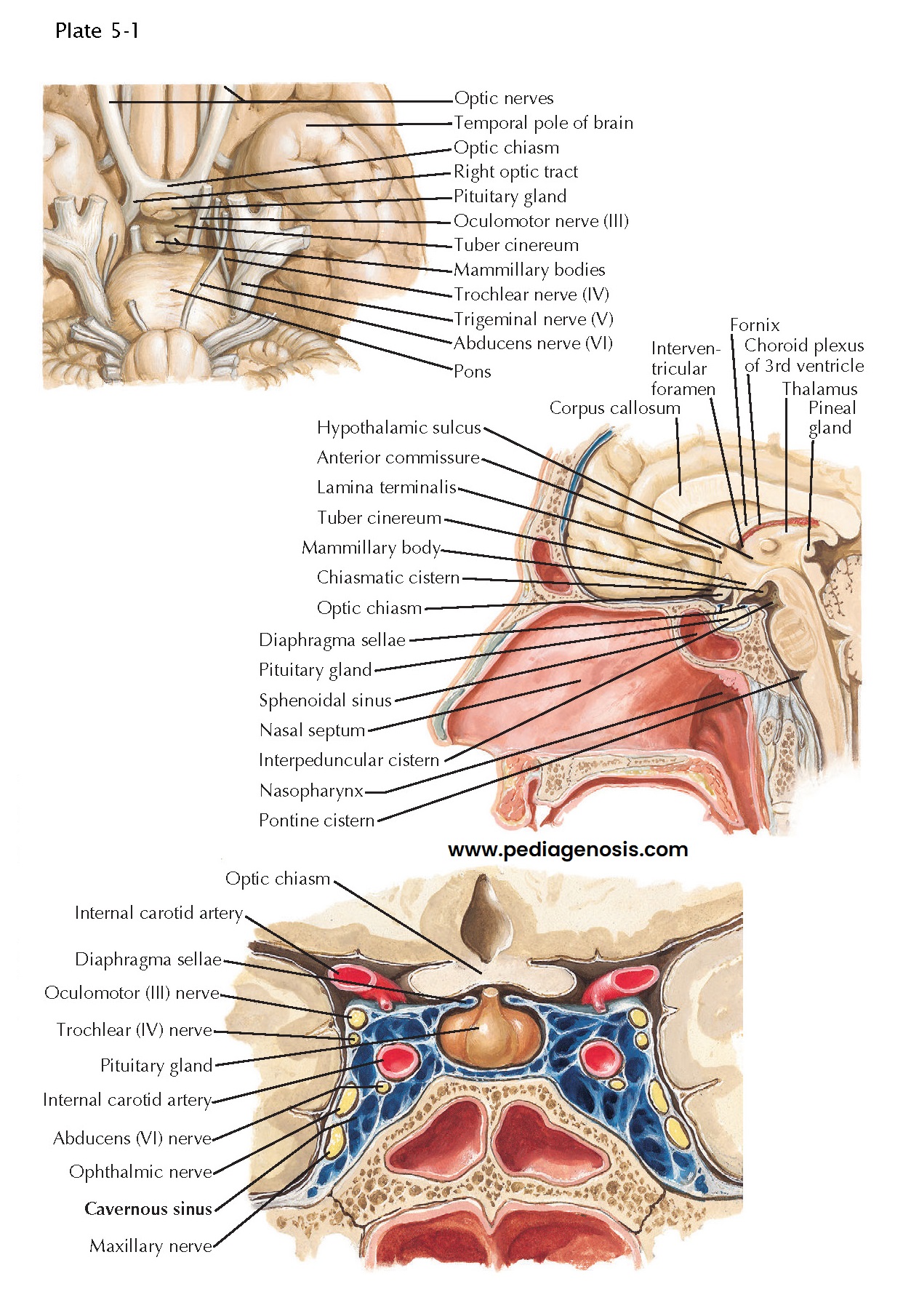 ANATOMY AND RELATIONS OF THE HYPOTHALAMUS AND PITUITARY GLAND