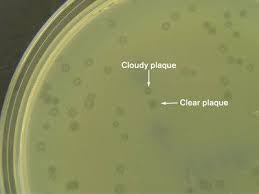 Bull's eye plaque (cloudy plaque) produced by a temperate bacteriophage infenction and a clear plaque produced by a lytic bacteriophage infenction