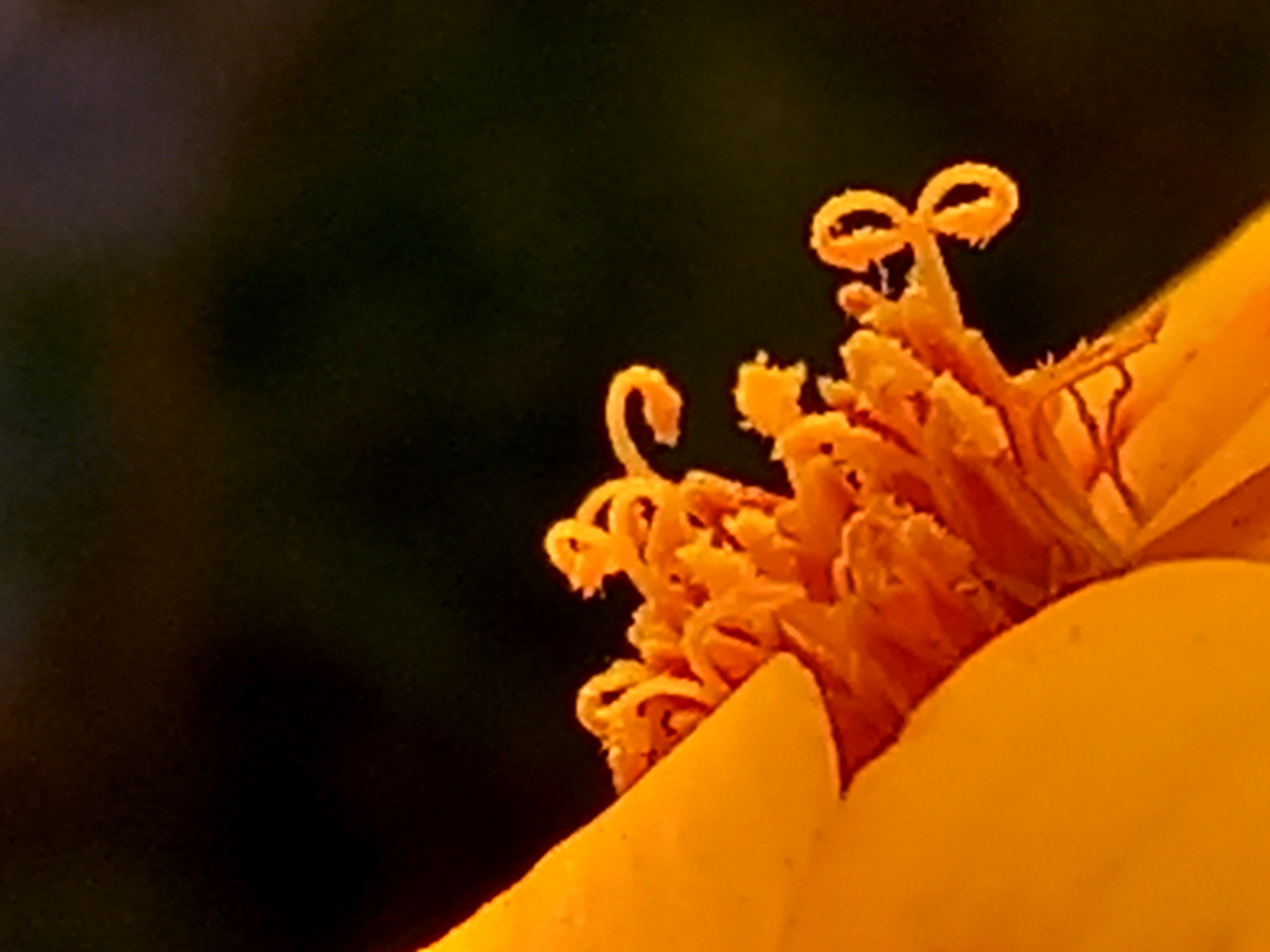 Marigold Flowers Images