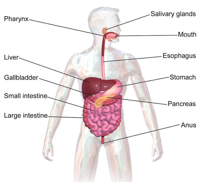 Digestive System Human Anatomy and Physiology B.Pharm Class Notes