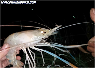 waktu mancing udang galah