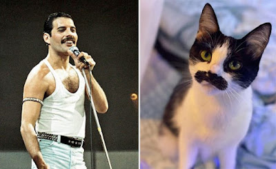 Mostaccioli, la gata que se parece a Freddie Mercury