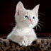 Interesting Facts About Cats