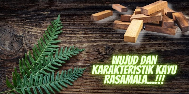 wujud dan karakterisik kayu rasamala