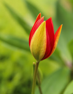 Sommartulpanen, Tulipa sprengeri,