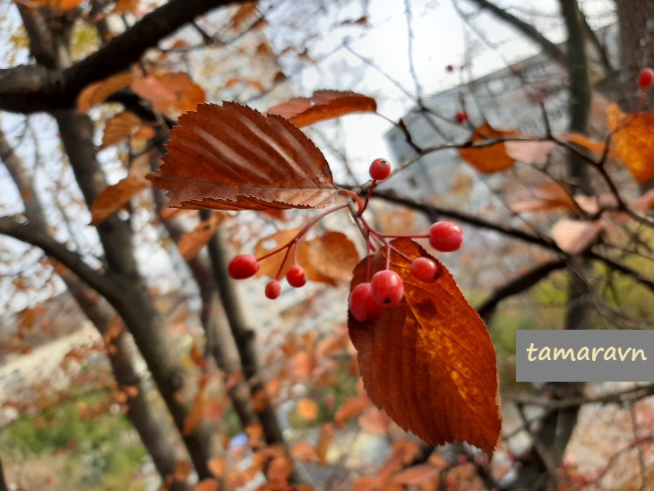 Мелкоплодник ольхолистный / Рябина ольхолистная (Micromeles alnifolia, =Sorbus alnifolia)