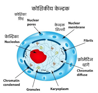 structure-of-Cell-Nucleus