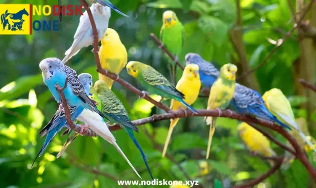 Can A Parakeet Survive In The Wild?