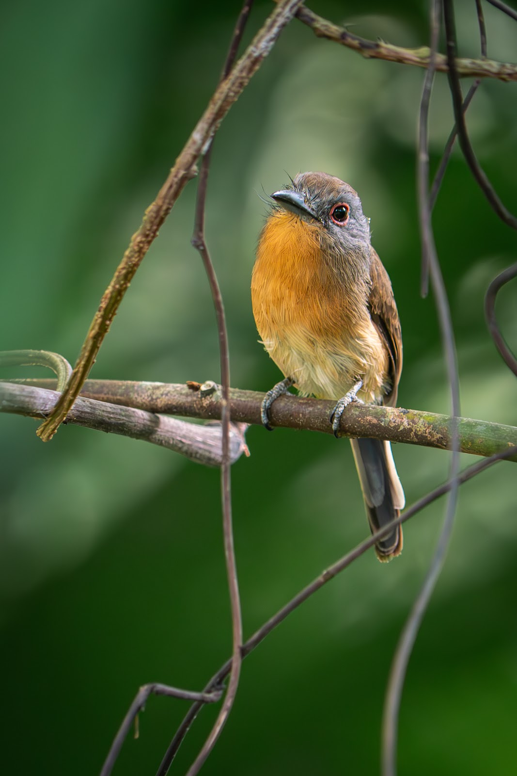 Día 8: Darien. Águila crestada - Panamá: Tras las águilas del Darién (6)