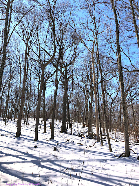 A gentle slope covered with a blanket of snow at Johnson's Mound in Kane County, Illinois.