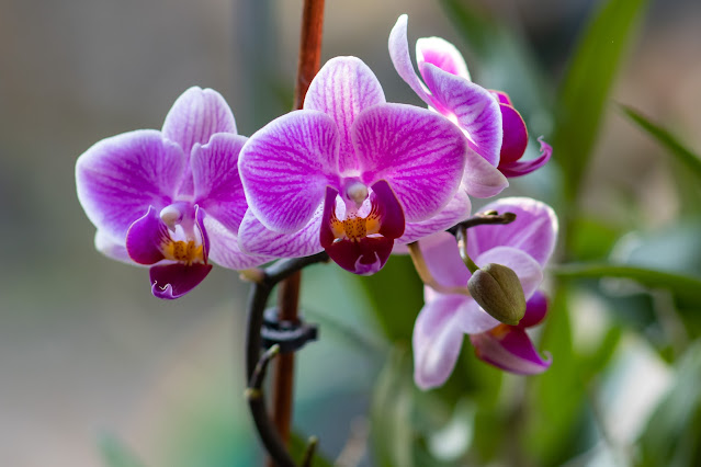 A close up of a very much alive but neglected orchid with pink and white flowers