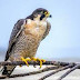 Top 10 Fastest Air Animals