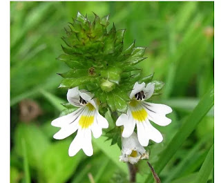 Eyebright