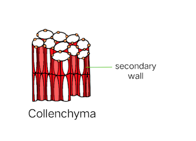 Collenchyma Tissue diagram