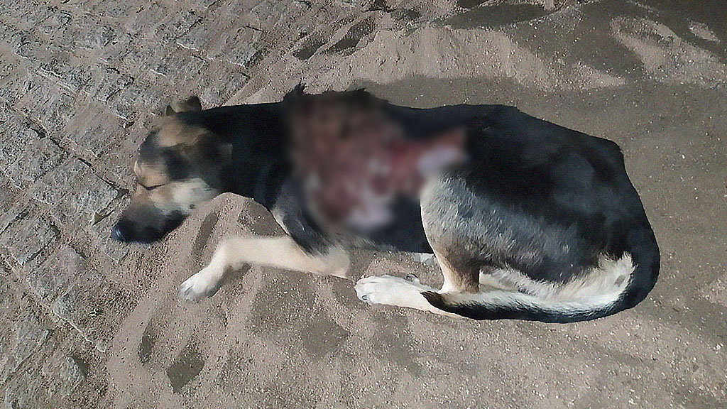 Cachorro tem pele queimada por substância química em Monteiro