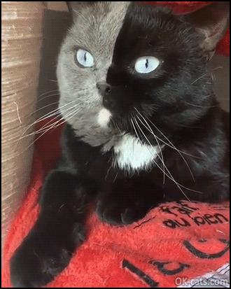 Amazing Cat GIF • Gorgeous two face cat half blue half black with beautiful blue eyes [ok-cats.com]