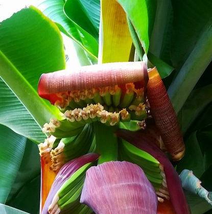 バナナの花の写真