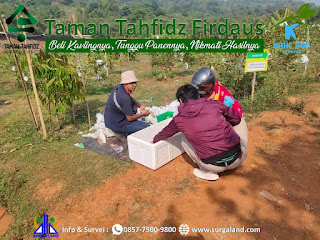 Pengunjung yang sedang memilih jambu kristal Taman Tahfidz Firdaus untuk dibawa pulang ke rumah