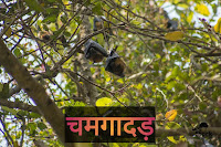 Bat bird in hindi