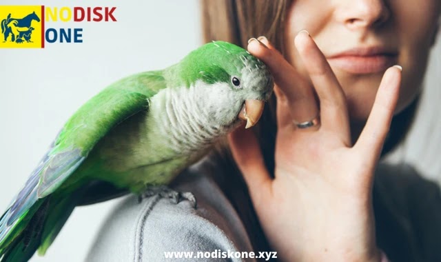 What You Need to Know Before Getting a Parrot as a Pet?