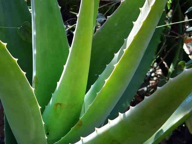 एलोवेरा के फायदे महिलाओं के लिए Aloe Vera Benifits for Female in Hindi