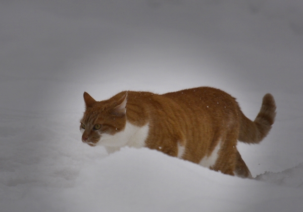 pusekatt kattepus katt pus