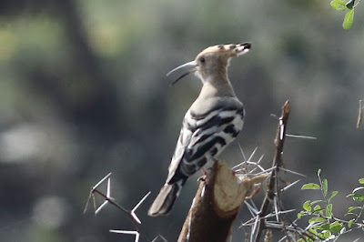 Eurasian Hoopoe