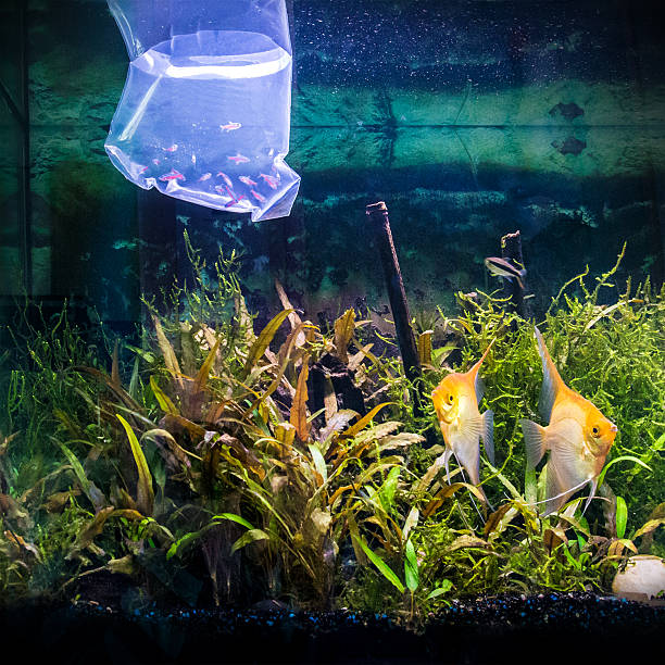 The Nitrogen Cycle in Aquariums – What is It?