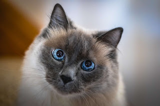 Top 10 Facts About Balinese Cats