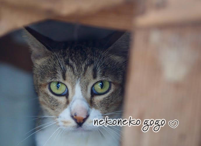 ねこ散歩で会った猫さん