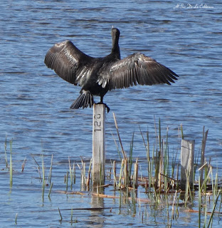 Cormorán elevando sus alas