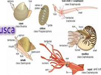 Penjelasan Mollusca  Klasifikasi dan Ciri-ciri Mollusca IPA Biologi SMA SMK 