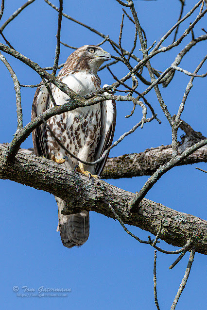 A juvenile red-tailed hawk perched on a tree branch