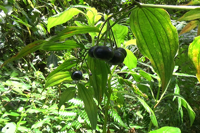 Dlium Mega disporum (Disporum megalanthum)