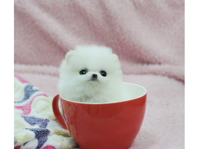 Teacup Pomeranian price in india