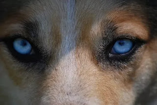 कुत्ता पागल क्यों हो जाता है, रैबिज कौन सी बीमारी है, कुत्ते के पागल होने पर क्या करें, पागल कुत्ते की जानकारी, कुत्ते का रेबीज होने का पता कैसे लगाएं, रेबीज विषाणु कुत्ते की देखभाल कैसे करें