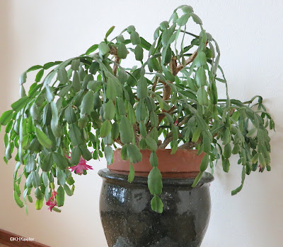 Christmas cactus named Junior