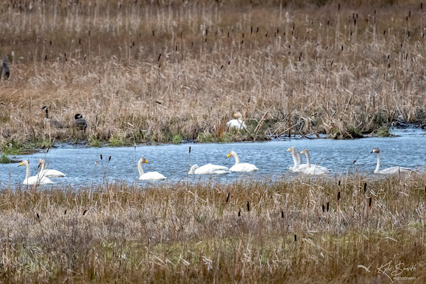 Whooper swan