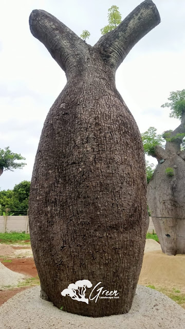 Jual Bottle Tree/Pohon Botol (Chorisia Speciosa) di Kediri